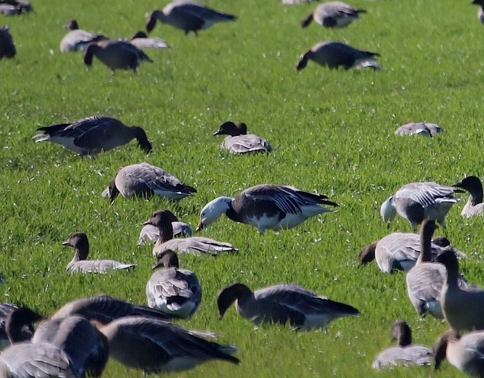 Lesser Snow Goose
