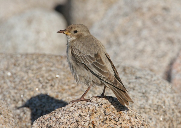 Rose-coloured Starling