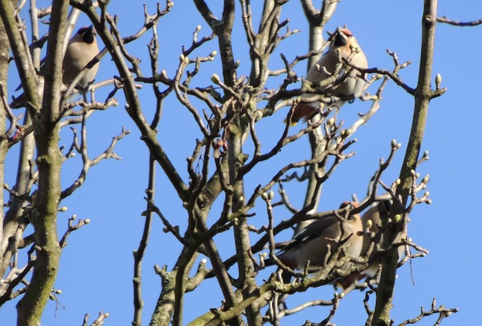 Waxwing