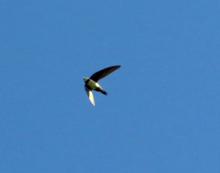 Alpine Swift