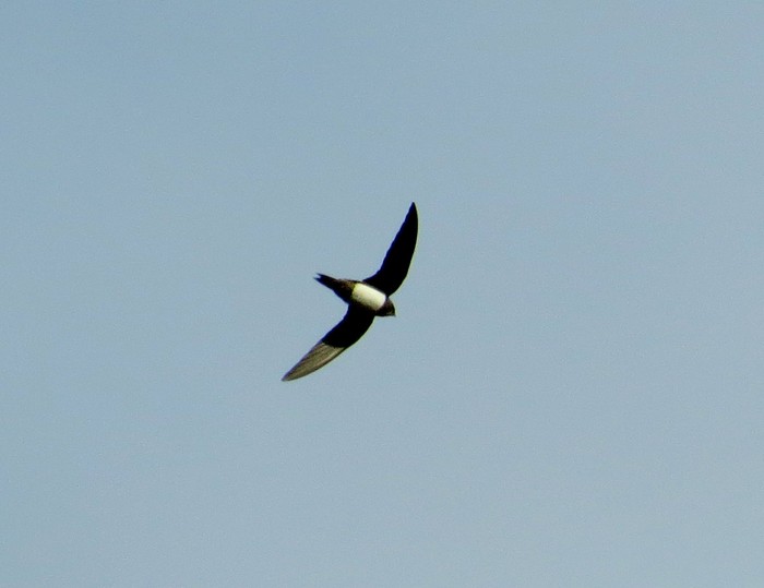 Alpine Swift