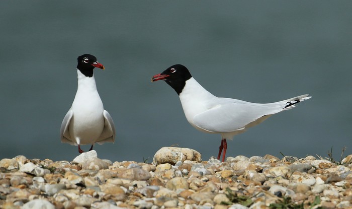 Mediterranean Gull