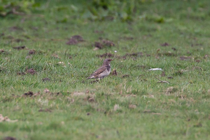 Black-throated Thrush