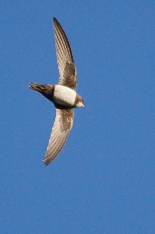 Alpine Swift