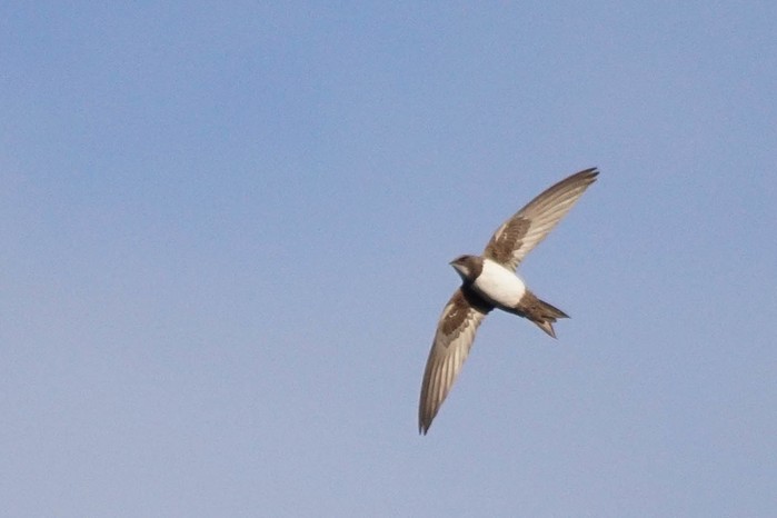 Alpine Swift