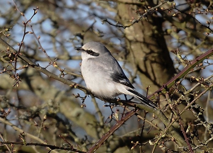 Great Grey Shrike