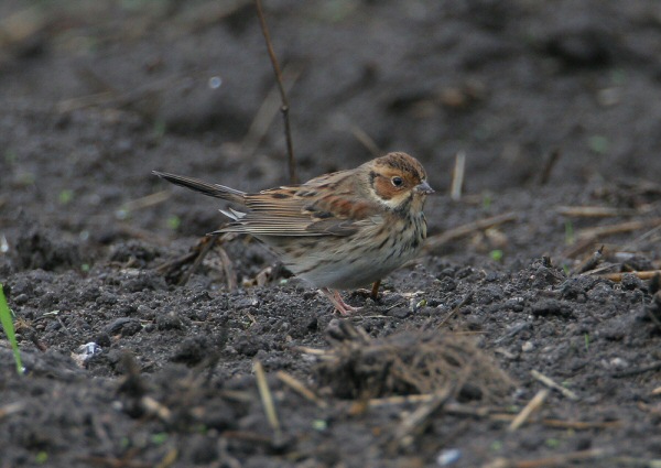 Little Bunting