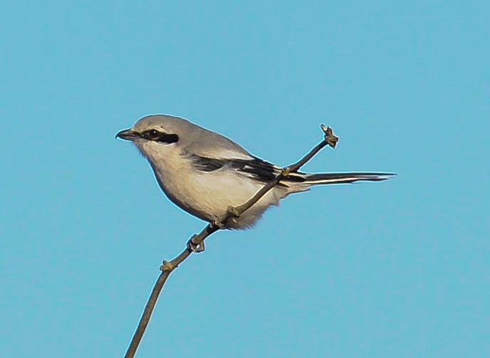 Great Grey Shrike