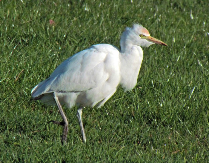 Cattle Egret