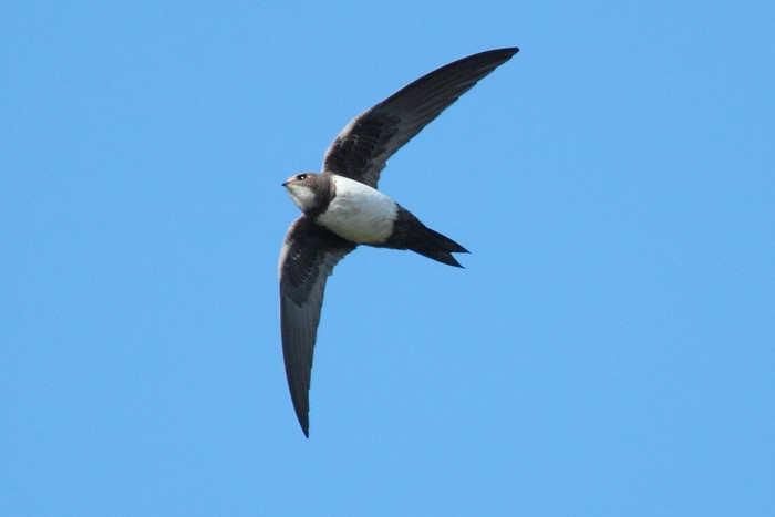 Alpine Swift