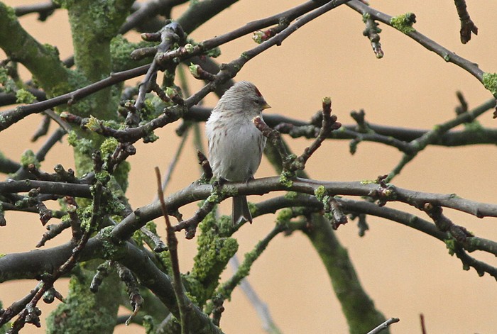 Coues's Arctic Redpoll
