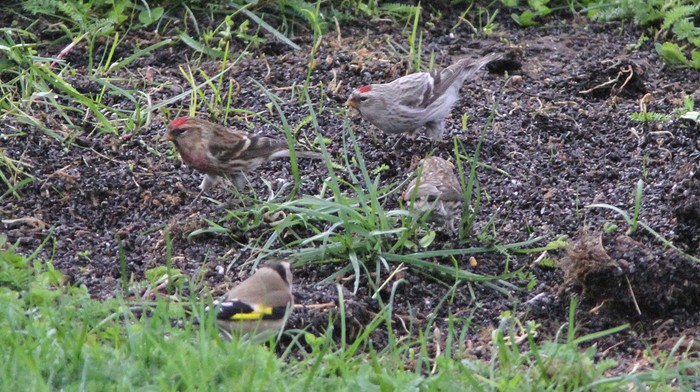 Coues's Arctic Redpoll