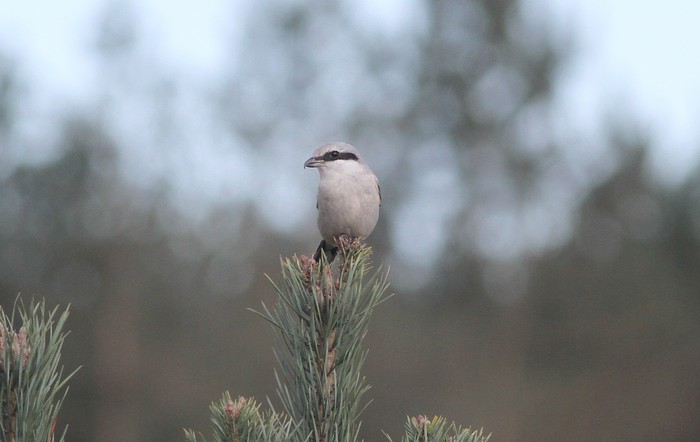 Great Grey Shrike