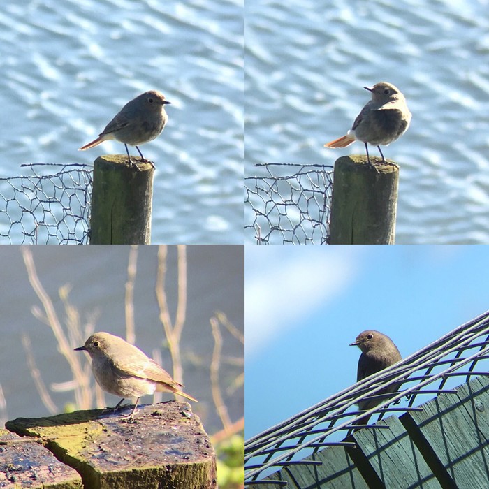 Black Redstart