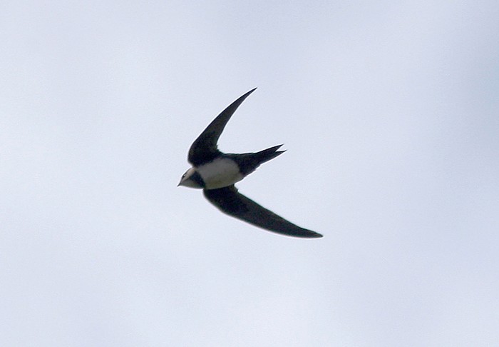 Alpine Swift