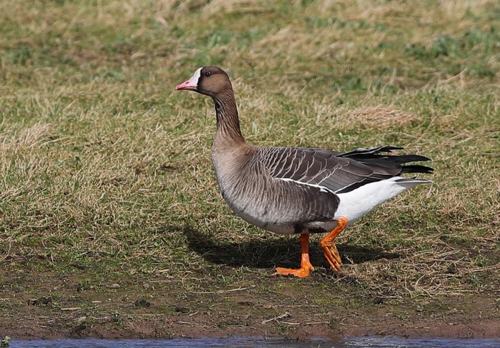 Russian White-fronted Goose