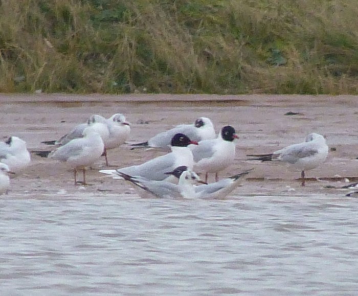 Mediterranean Gull