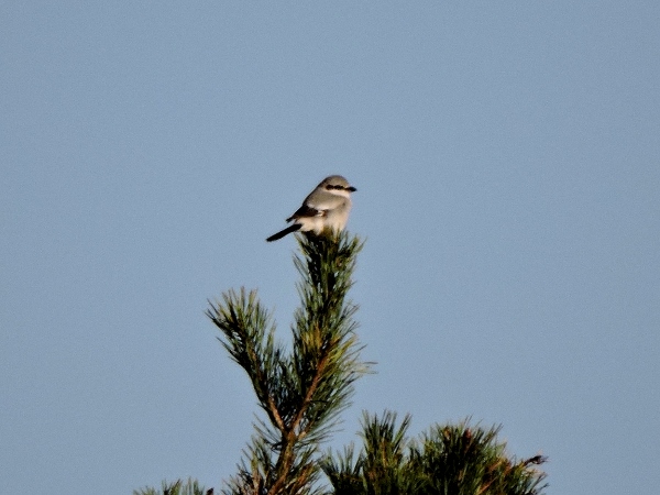 Great Grey Shrike