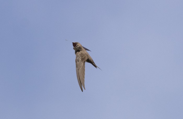 Alpine Swift