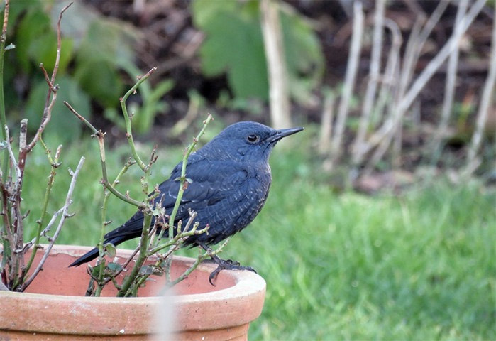 Blue Rock Thrush