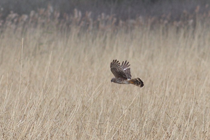 Hen Harrier