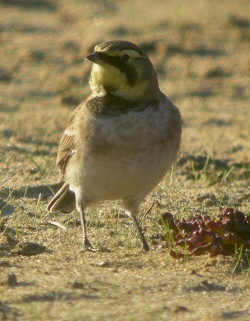 Shorelark