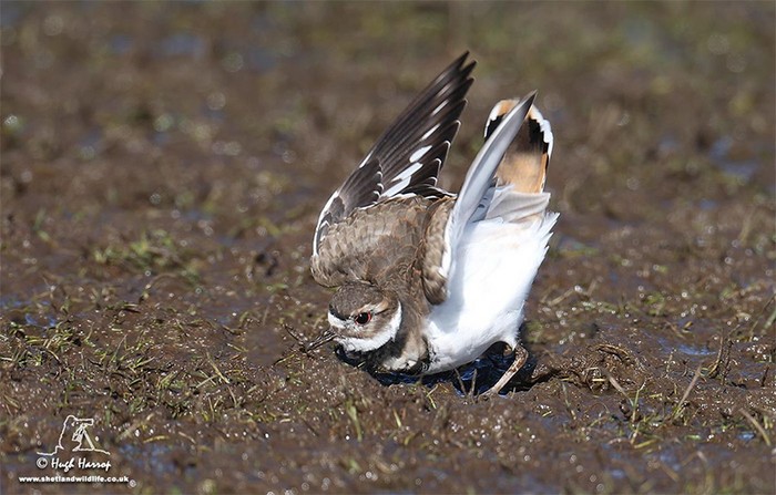 Killdeer