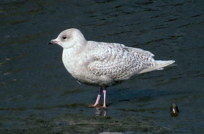 Iceland Gull