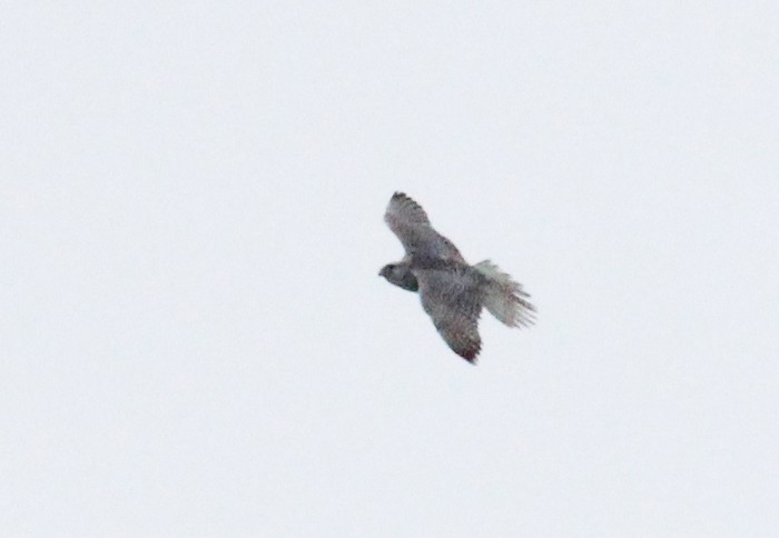 Gyr