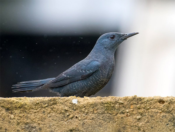 Blue Rock Thrush