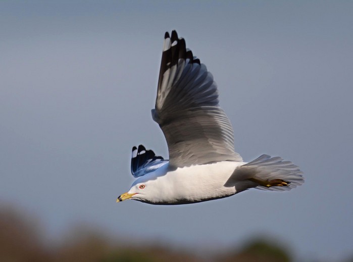 Ring-billed Gull