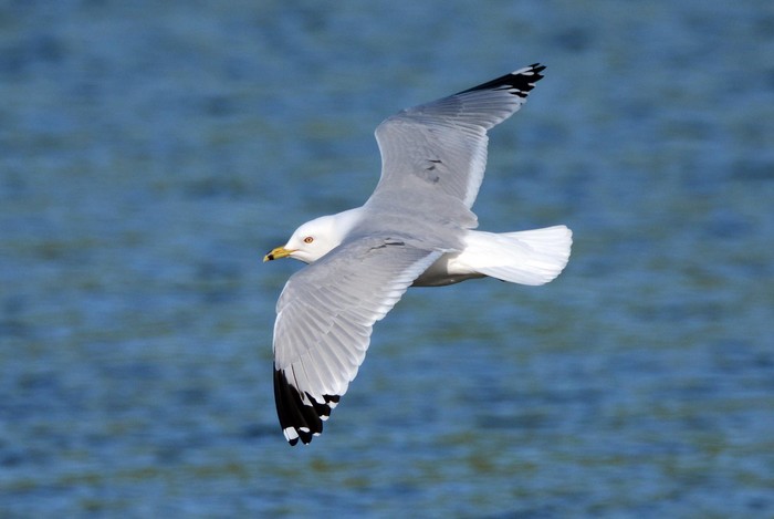 Ring-billed Gull