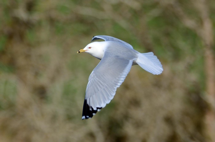 Ring-billed Gull
