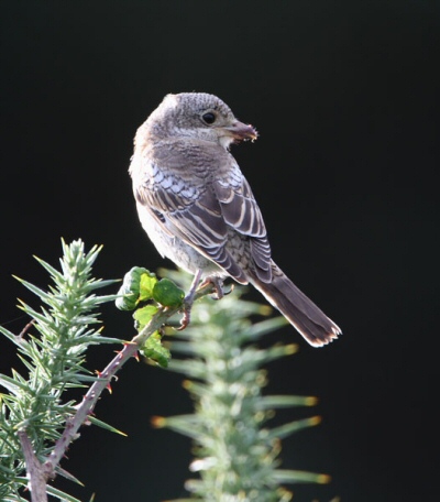 Woodchat Shrike