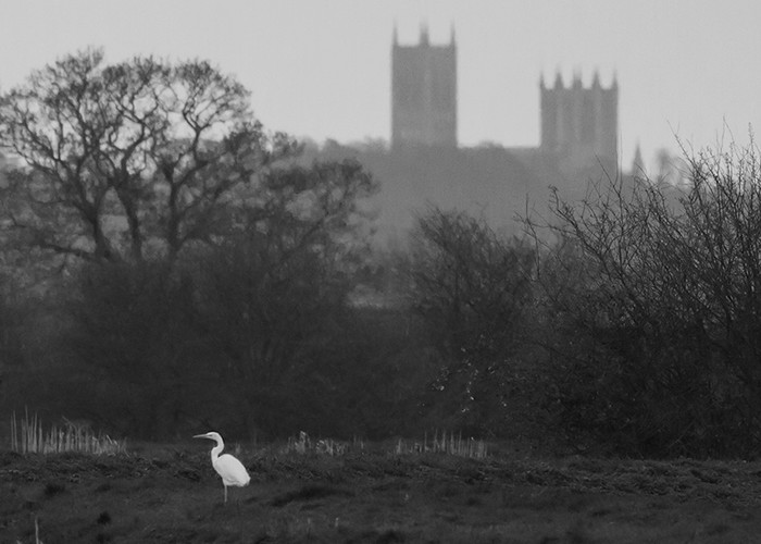 Great White Egret