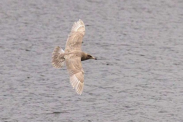 Glaucous Gull