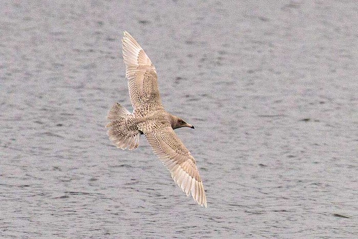 Glaucous Gull