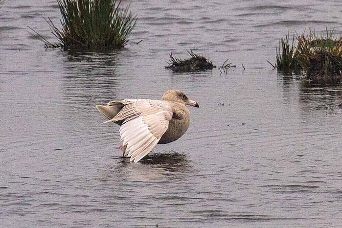Glaucous Gull