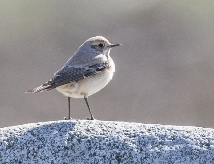 Desert Wheatear