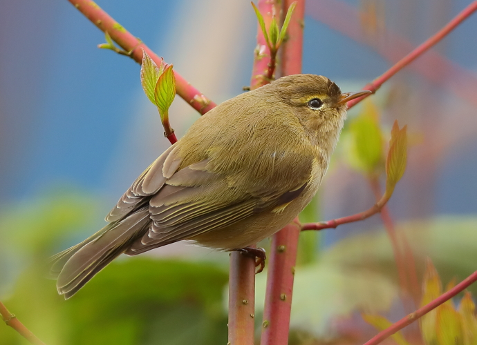 Chiffchaff