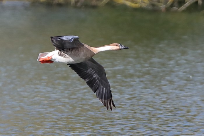Swan Goose