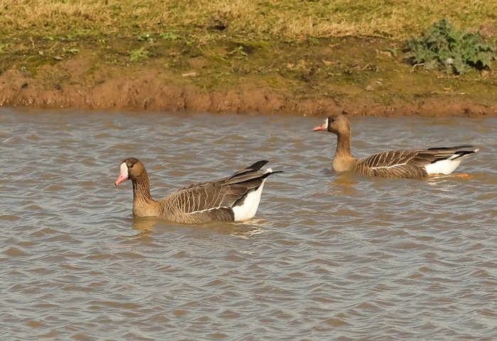White-fronted Goose