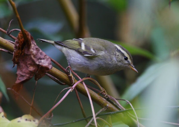 Yellow-browed Warbler