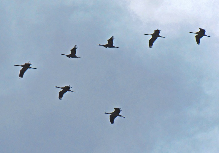 Common Crane