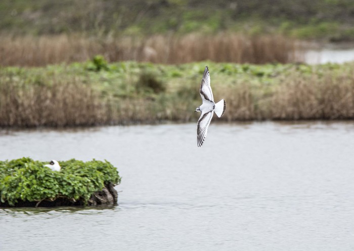 Little Gull