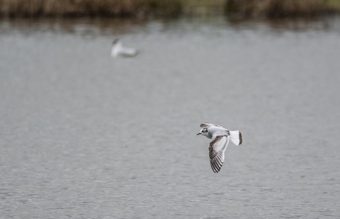 Little Gull