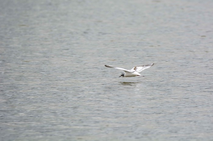 Little Gull