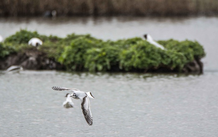 Little Gull