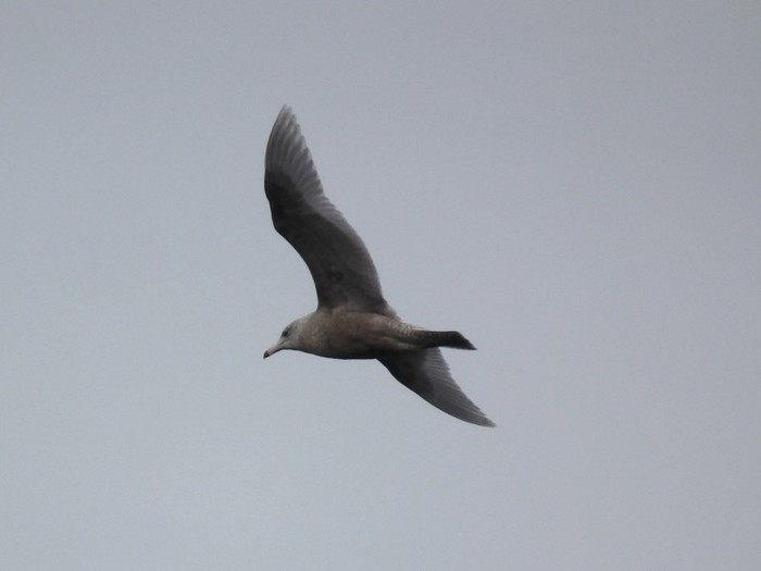Glaucous Gull