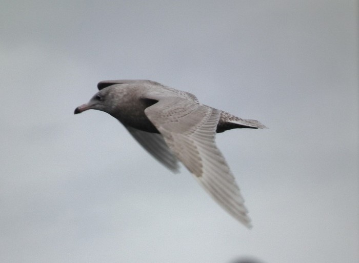 Glaucous Gull